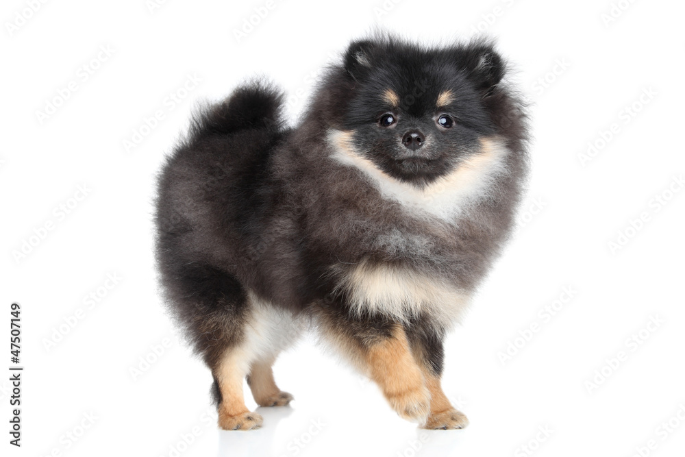 Spitz puppy on a white background Spitz puppy on a white background