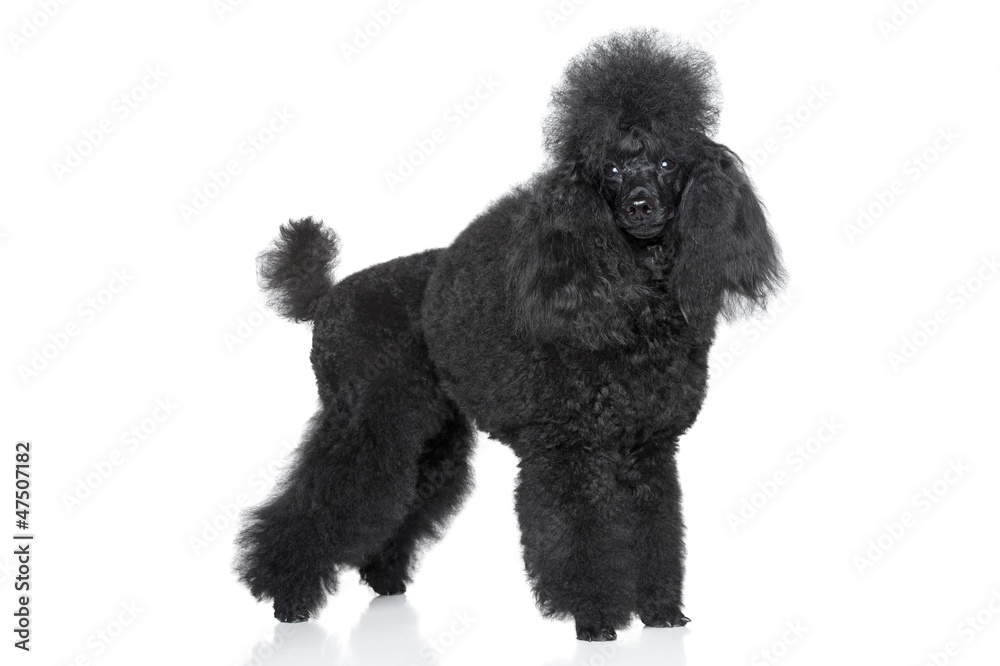 Miniature poodle on white background