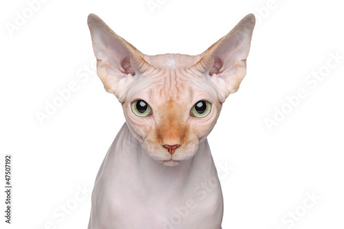 Sphynx cat portrait on white background photo