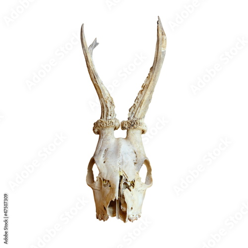 trophy of roe deer buck © taviphoto