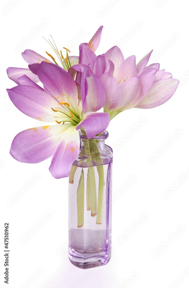 colchicum flowers in lila glass vase colchicum flowers in lila glass vase