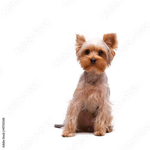 Puppy yorkshire terrier on the white background