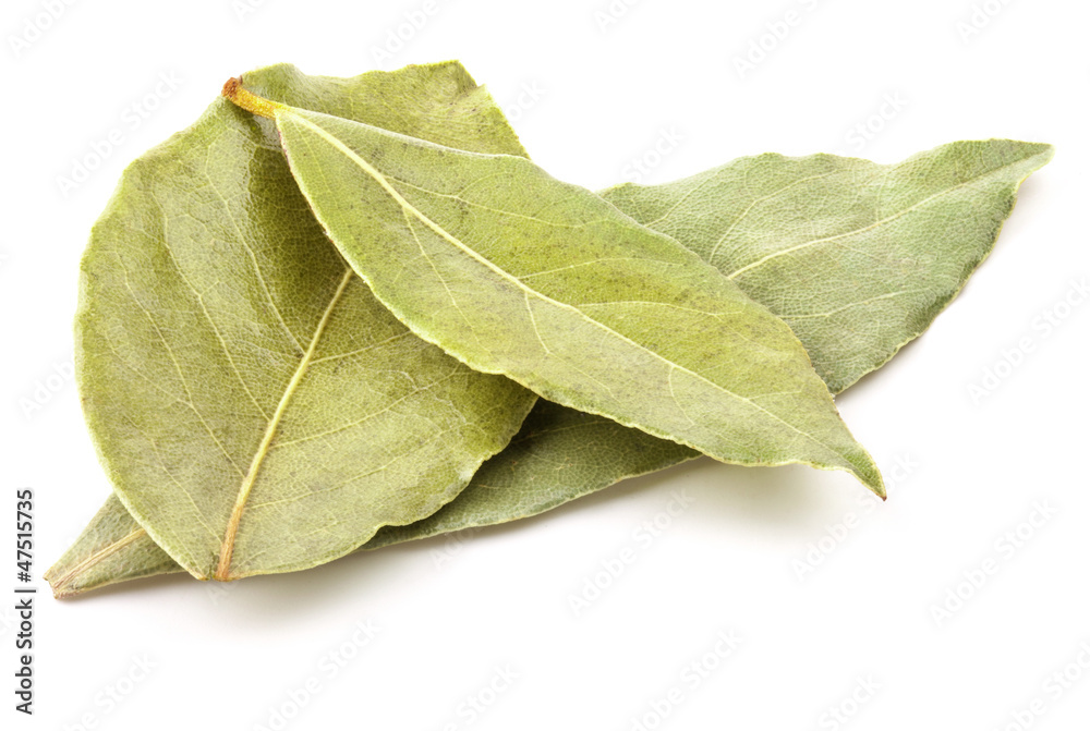 Laurel leaves isolated on white background