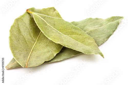 Laurel leaves isolated on white background