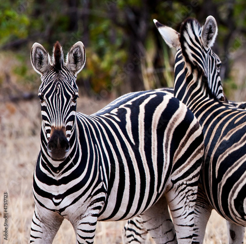 Zebras in Kruger National Park  South Africa