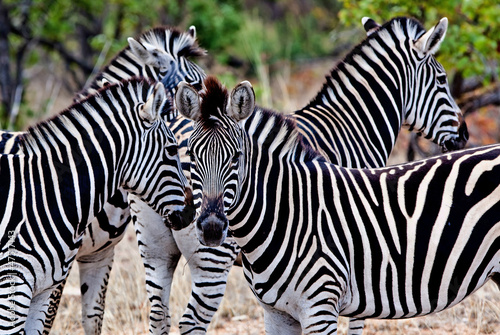 Fototapeta Naklejka Na Ścianę i Meble -  Zebras in Kruger National Park, South Africa