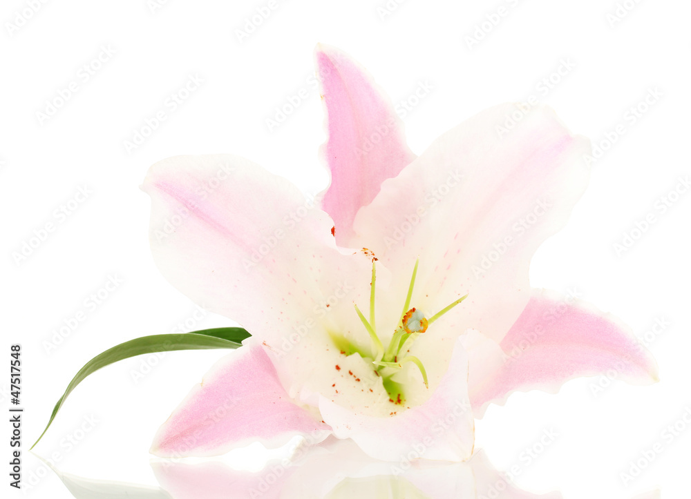 beautiful lily flower isolated on white