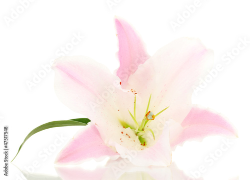 beautiful lily flower isolated on white