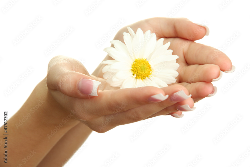 Beautiful woman hands with camomile, isolated on white Beautiful woman hands with camomile, isolated on white