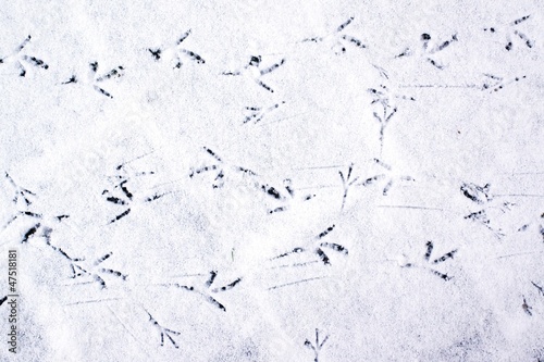 Bird foot steps in a thin layer of snow on the sidewalk