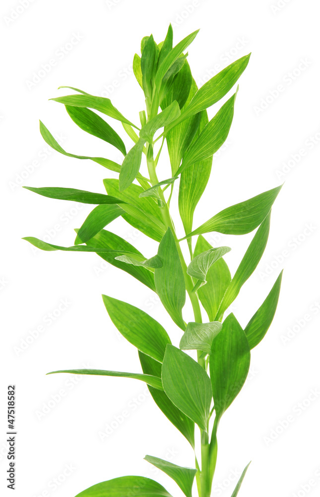 Fototapeta premium Branch with green leaves, isolated on white