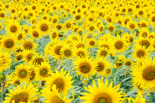 Sunflower field