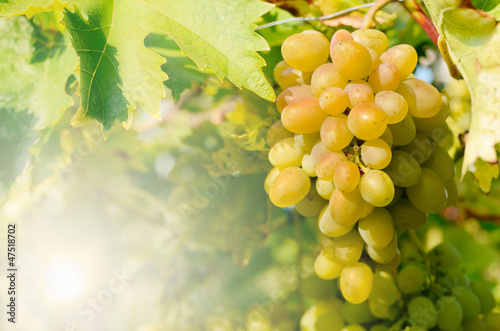 Green grapes on vine