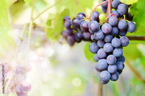 Blue grapes on vine