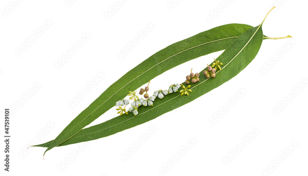 Fototapeta premium Eucalyptus
