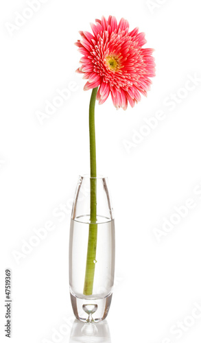 Fototapeta Naklejka Na Ścianę i Meble -  Beautiful gerbera in vase isolated on white