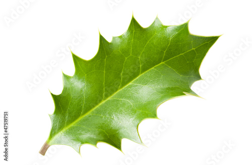 holly leaf