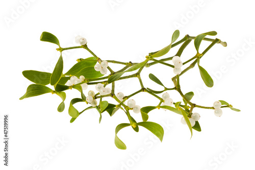 Obraz na płótnie mistletoe