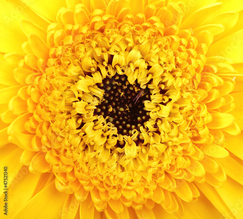 Macro photo of gerber flower. Hight res