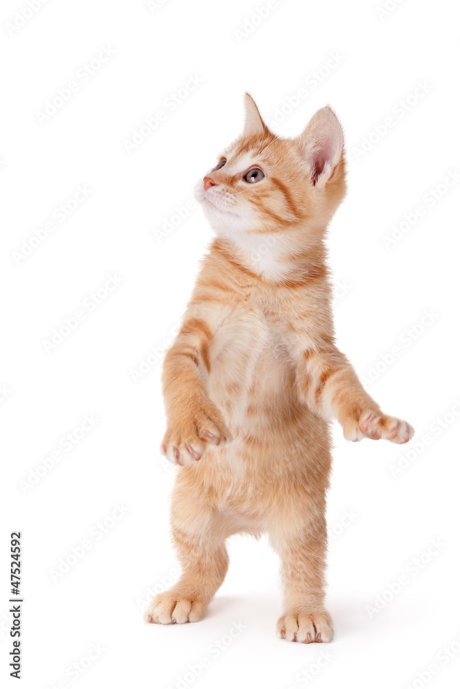 Orange kitten standing on its hind legs playing on white.