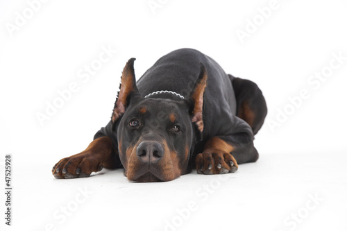 doberman on white background