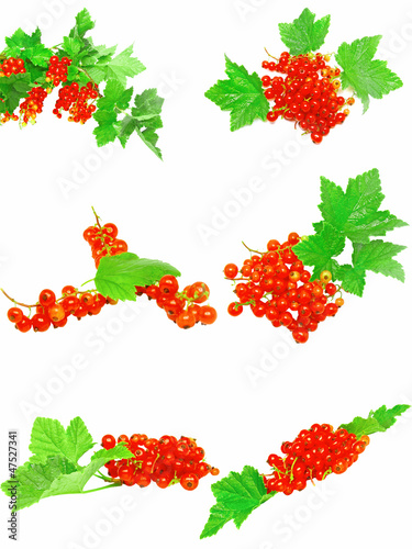 Collection of red currant with foliage. Isolated.