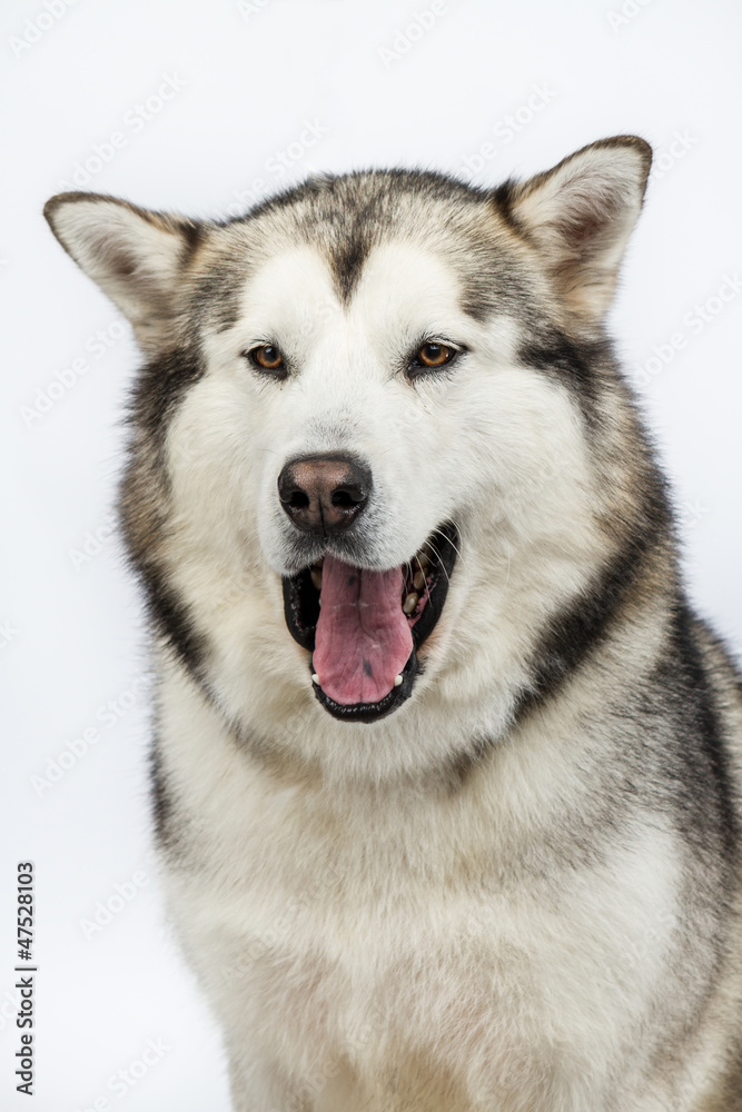 Alaska sled dog