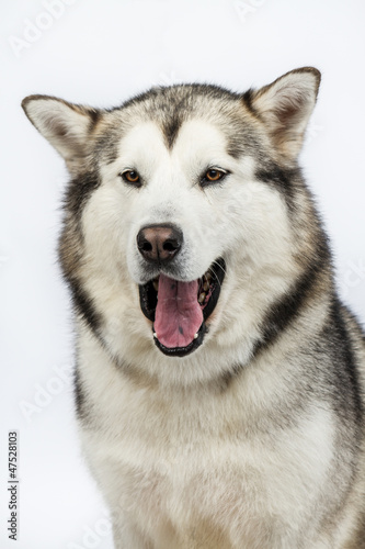 Fototapeta Naklejka Na Ścianę i Meble -  Alaska sled dog