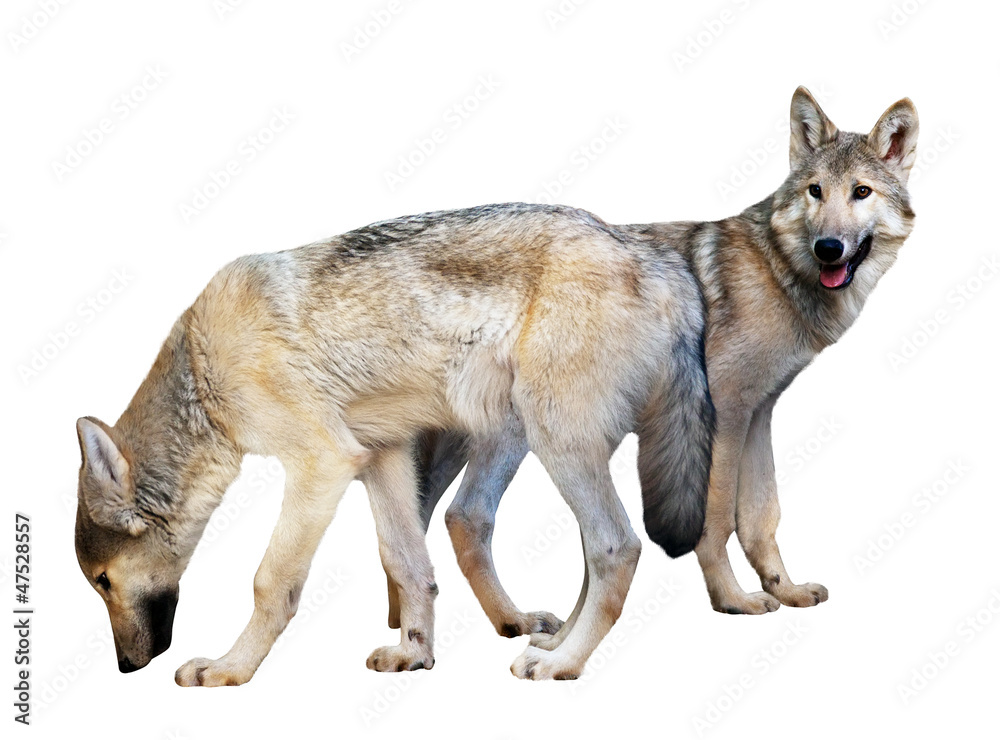 Obraz premium Two wolves over white