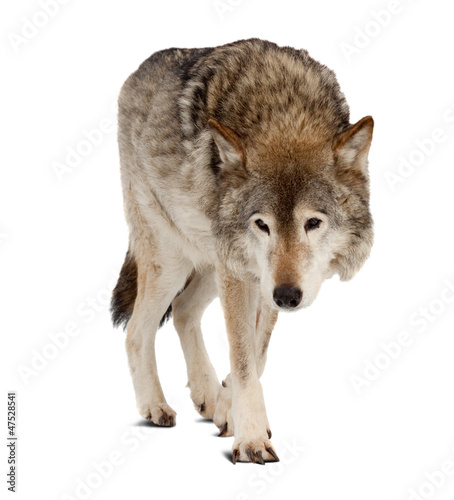 wolf. Isolated over white background