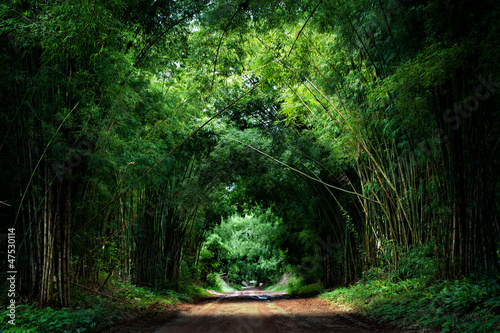 Road with Bamboo #47530114