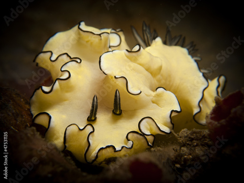 Nudibranch - Glossodoris atromarginata photo