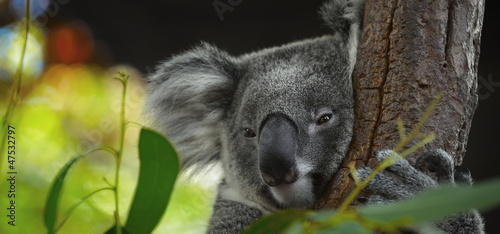 Photography Koala
