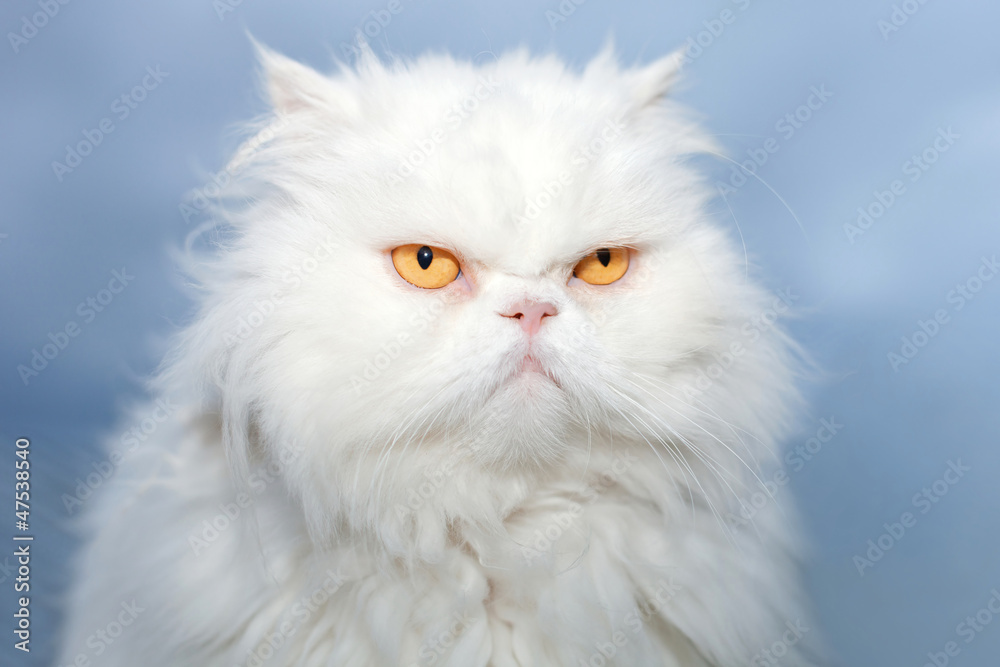 Fototapeta premium White Persian cat isolated on blue sky background.