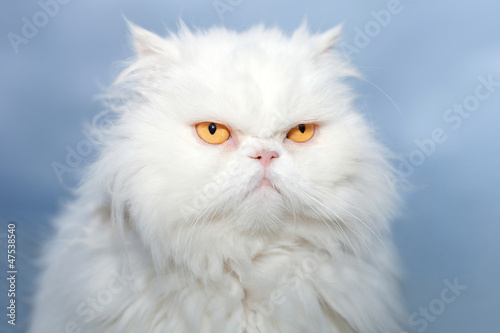 White Persian cat isolated on blue sky background. photo