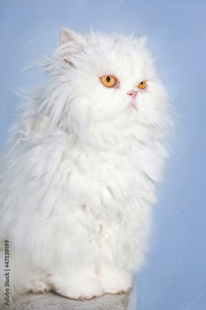 White Persian cat