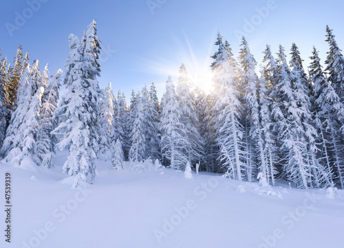 Beautiful landscape in the mountain forest. Winter morning. © Andrew Mayovskyy