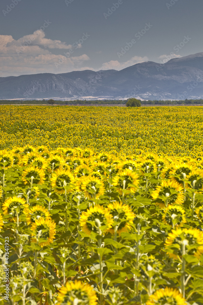 Sunflowers on the plateau de Valensole in Provence, France.