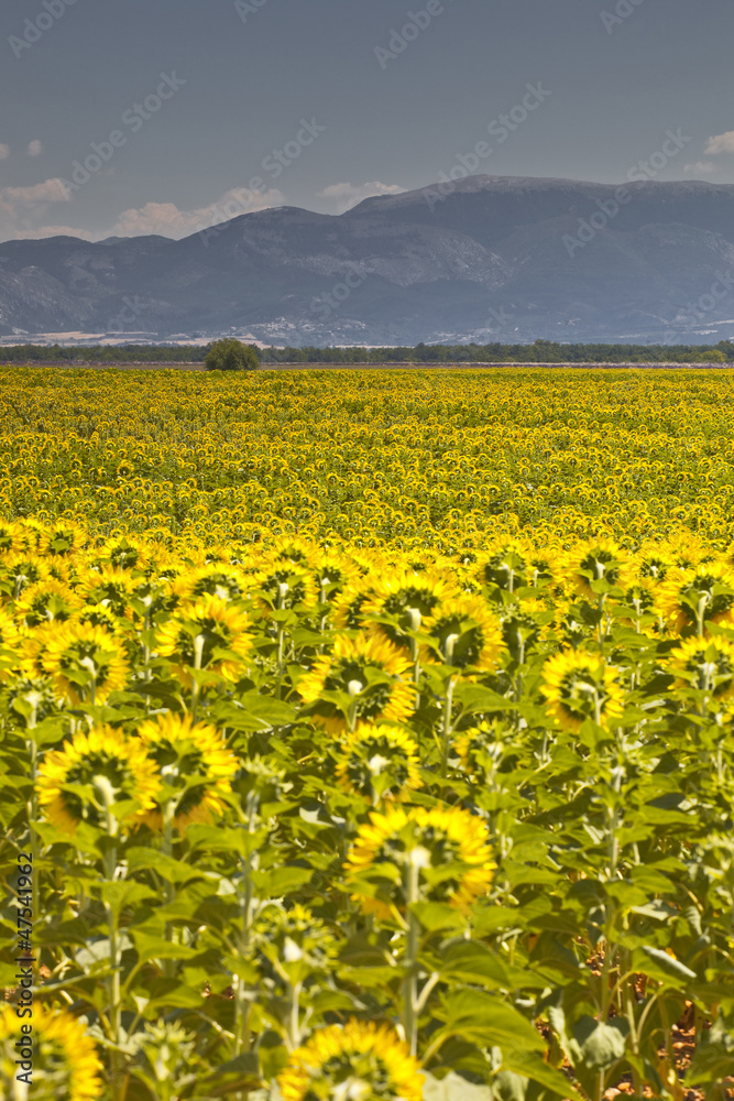 Sunflowers on the plateau de Valensole in Provence, France.