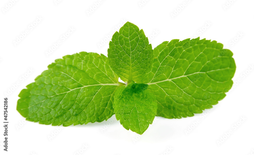 Fresh mint Fresh mint