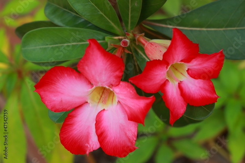 Frangipani flowers pink