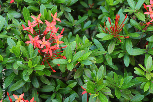 Fototapeta Naklejka Na Ścianę i Meble -  Rubiaceae
