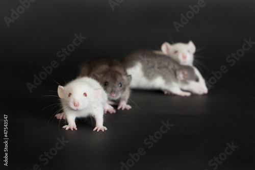 small young rats