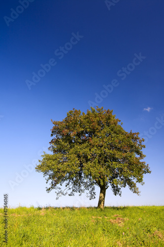 Lonely apple tree on a meadow