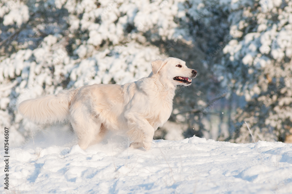 Obraz premium golden retriever dog running in the snow
