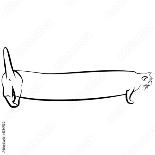 cat