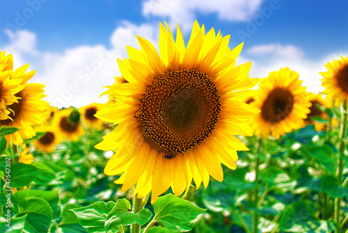 Beautiful sunflowers in the field.