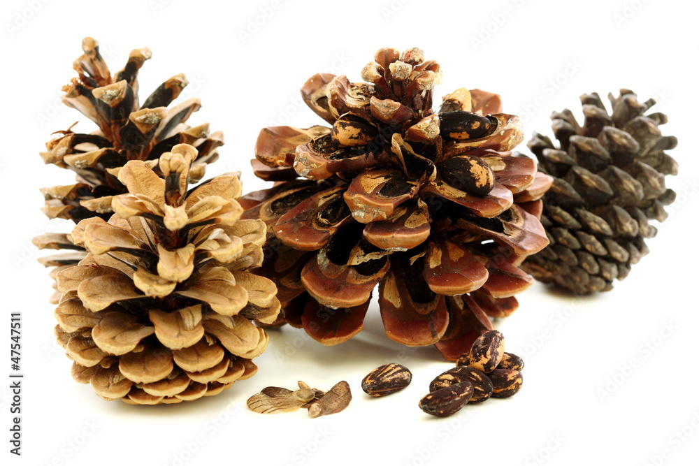 Different varieties of pine cones with seeds. Different varieties of pine cones with seeds.
