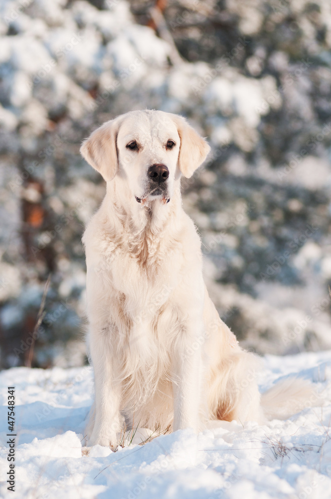 golden retriever dog portrait