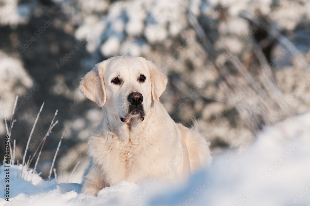 golden retriever dog portrait